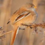 image of bird