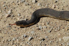 image of water_snake