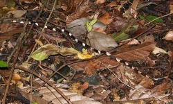 image of night_snake