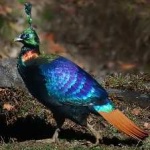 image of bird