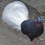 image of bird