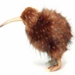 image of bird_kiwi #76