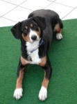 image of entlebucher