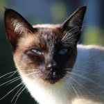 image of animal