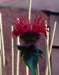 image of flower