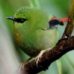 image of bird