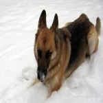 image of german_sheperd #9