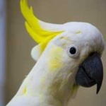 image of bird