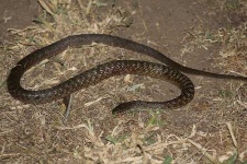 image of night_snake