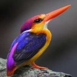 image of rufous_kingfisher #22