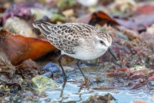 image of sandpiper #39