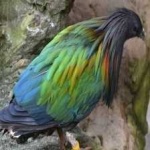 image of bird
