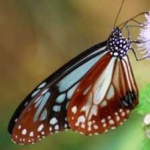 image of animal