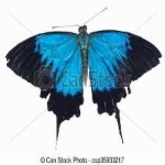 image of animal