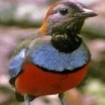 image of red_bellied_pitta #13