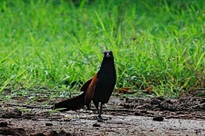 image of coucal