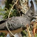 image of bird