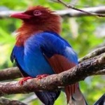 image of bird
