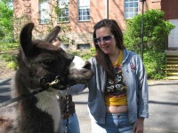 image of llama