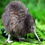 image of bird