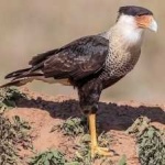 image of bird