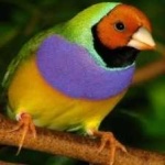 image of bird