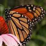 image of animal