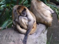 image of spider_monkey