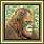 image of orangutan
