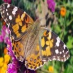 image of painted_butterfly #17
