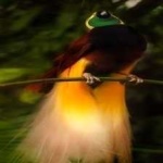 image of bird