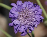 image of flower