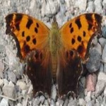 image of animal
