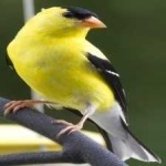 image of bird