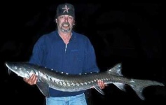 image of sturgeon