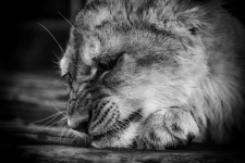 image of animal