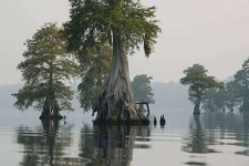 image of swamp