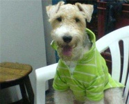image of wire_haired_fox_terrier