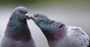 image of pigeon #28