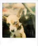 image of chihuahua