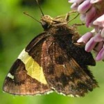 image of banded_butterfly #182