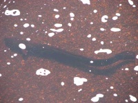image of eel