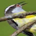 image of bananaquit #26