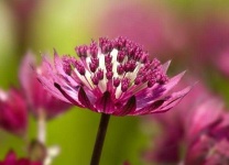 image of flower