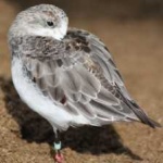 image of bird