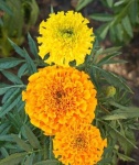 image of flower