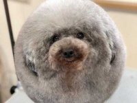 image of animal