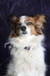 image of papillon