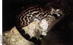 image of animal