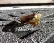 image of mantis